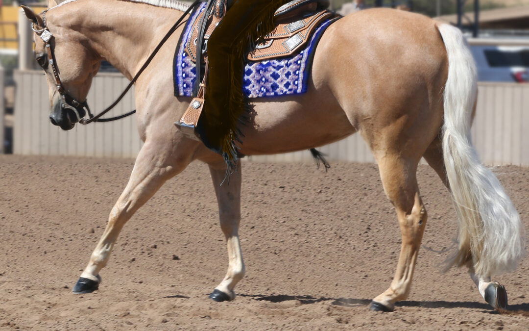 Developing the Lope Transition in the Young Horse